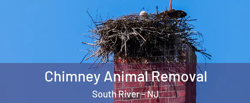  Chimney Animal Removal South River - NJ