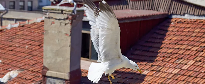 Residential Chimney Animal Removal Solution in South River, NJ