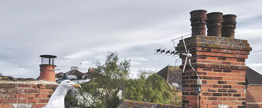 Chimney Cleaning And Restoration in South River, New Jersey